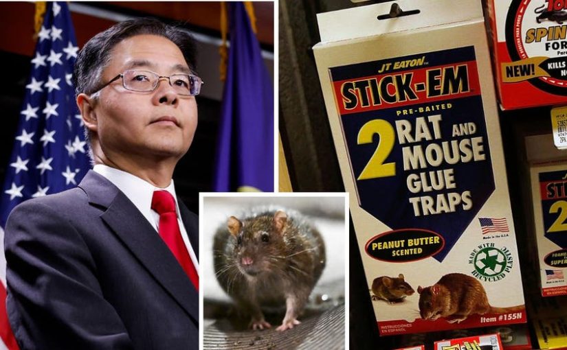 Democrats introduce bill to ban rodent-killing glue traps