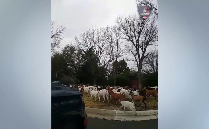WATCH: Texas police wrangle dozens of goats wandering around an Arlington neighborhood