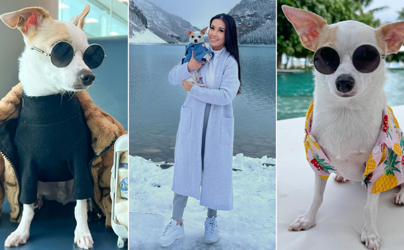 Canadian ‘influencer dog’ travels the world, lives luxurious life with 75-piece wardrobe worth $2,500